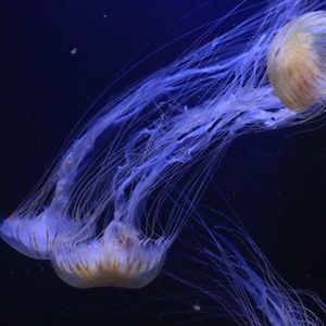 Meet your Posher, Rodney